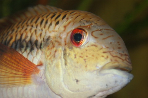 Aequidens sp. "Venezuela"